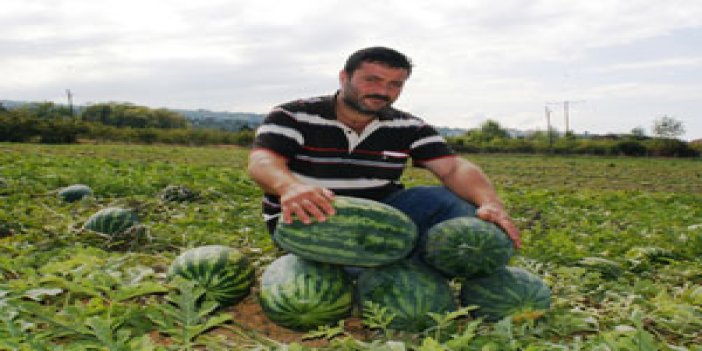 Trabzon'da karpuz üretiminde ikinci hasat başladı