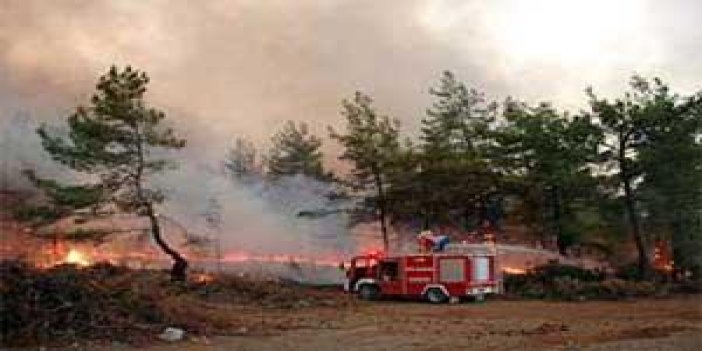 Samsun'da Orman Yangını