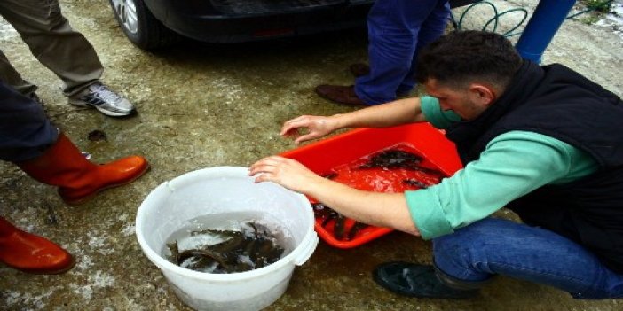 Alabalıklar Trabzon'da hayat bulacak
