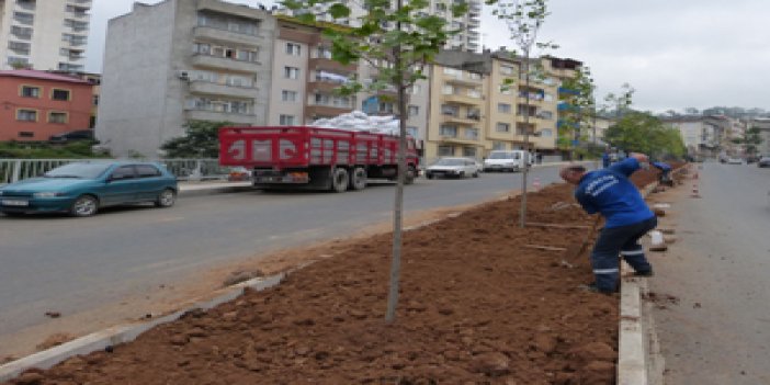 Trabzon ağaçla donatılıyor