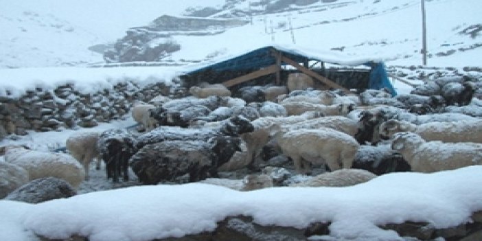 Erken gelen Kar Trabzon besicisini vurdu