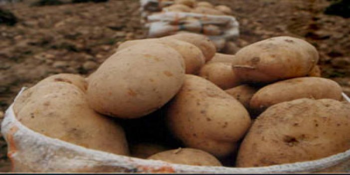 Trabzon patates ihracatında rekor kırdı!