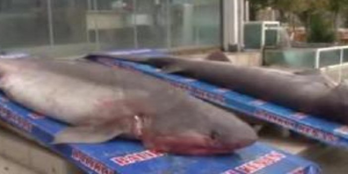 1 tonluk köpek balığı yakalandı