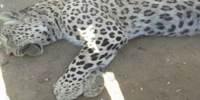 İşte leoparı öldürene verilen ceza!