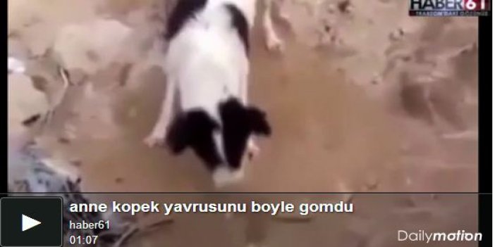 Anne köpek, yavrusunu böyle gömdü Video