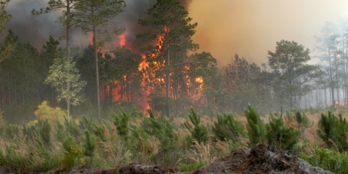 Fatsa'da orman yangını