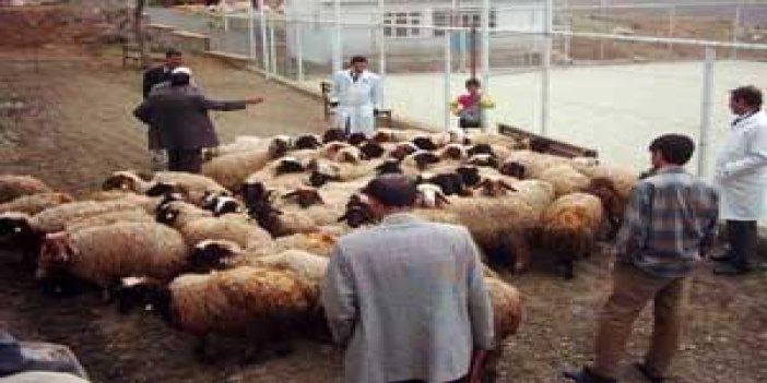 Çobanlar Dertli mi Dertli