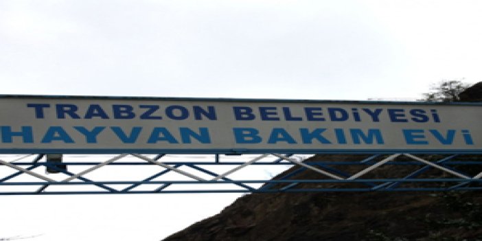 Trabzon'da heyelan köpek barınağını vurdu