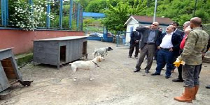 Köpeklere Trabzon belediyesi sahip çıktı