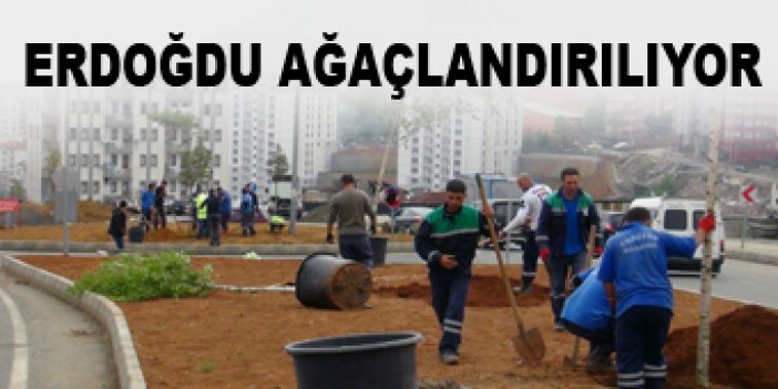 Trabzon'da Erdoğdu ağaçlandırılıyor