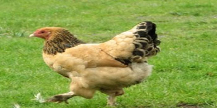 Tavuklara IŞİD engeli!