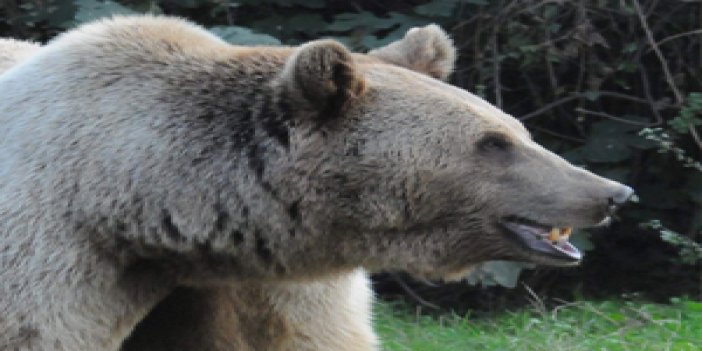 Karadeniz'de ayılara bakın nasıl önlem alındı?