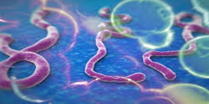 Trabzon'dan uyarı var! Ebola virüsü...
