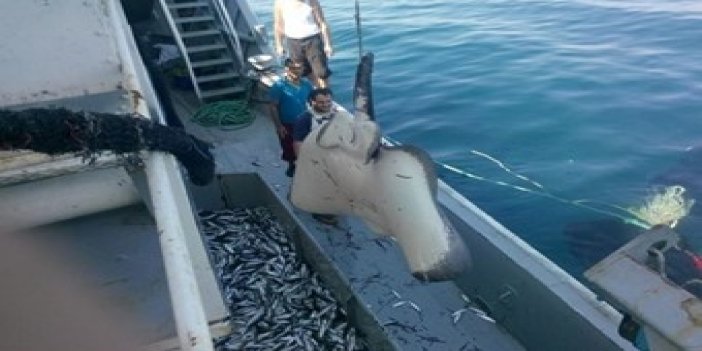 302 Kiloluk balık yakalandı