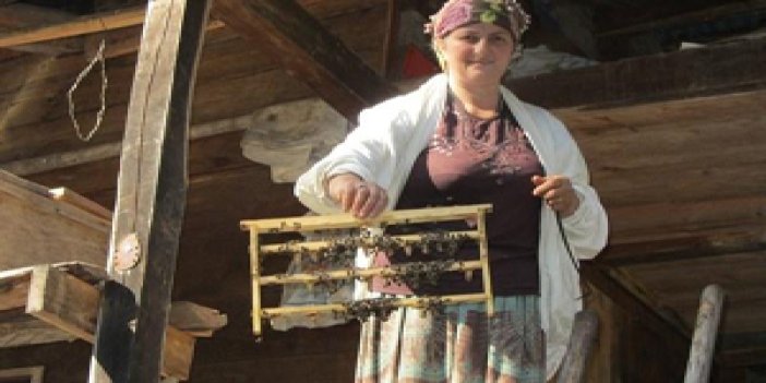 Artvin'de ana arı üreticilere destek