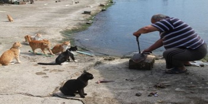 Kedilerin Umudu Balıkçılar