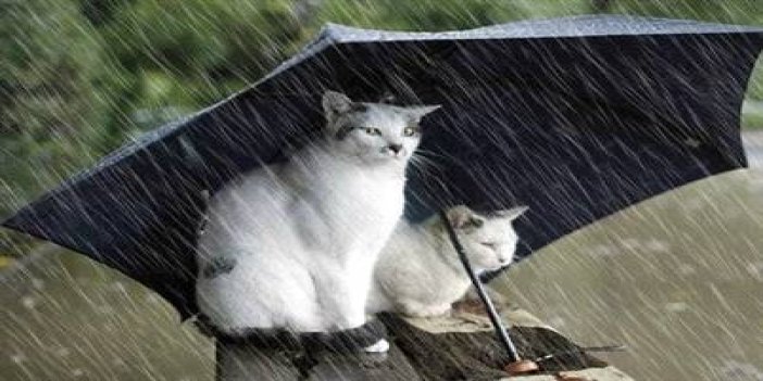 Trabzon dikkat! Şiddetli yağış geliyor