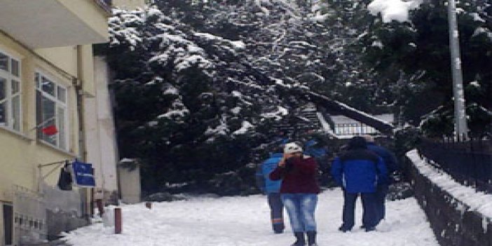 Trabzon'da kar ağaçları devirdi