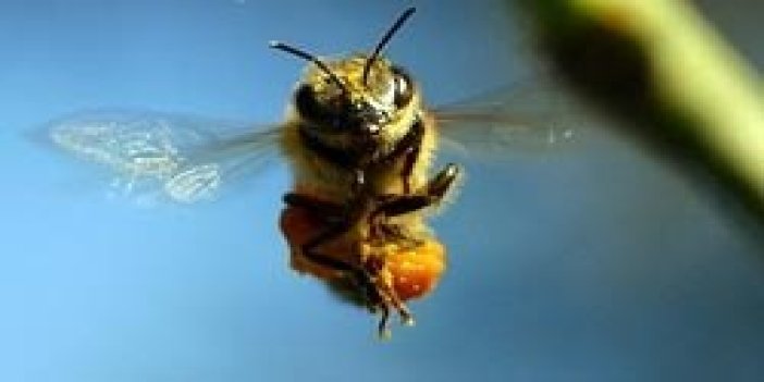 Hava ısındı arılar tehlikeye girdi