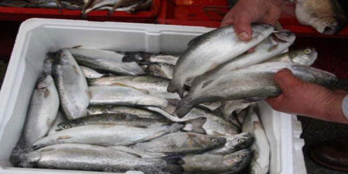 Tezgahlar kültür balıklarıyla doldu