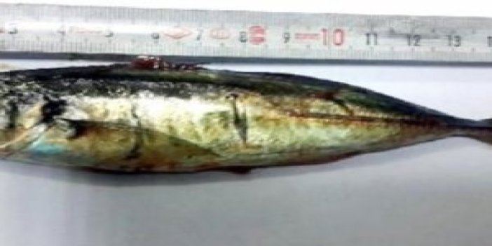 16 cm'lik balığı yutan kadın hayatını kaybetti