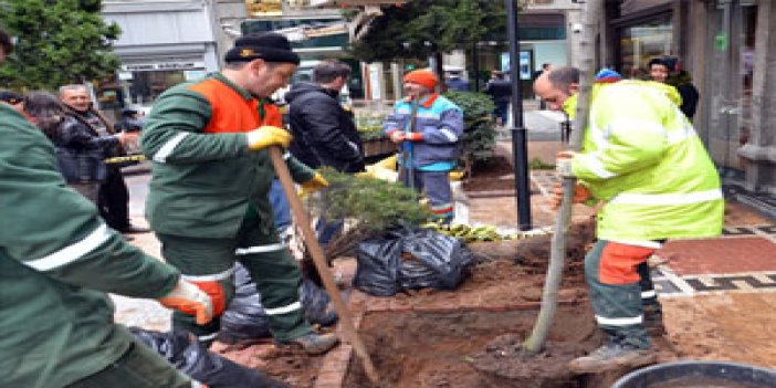 Trabzon'da o ağaçlar yerlerine dikildi