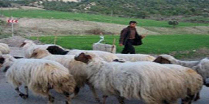 Trabzon'da çobanlara sertifika