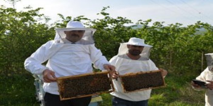 Karadeniz'deki arılara Akdeniz koruması