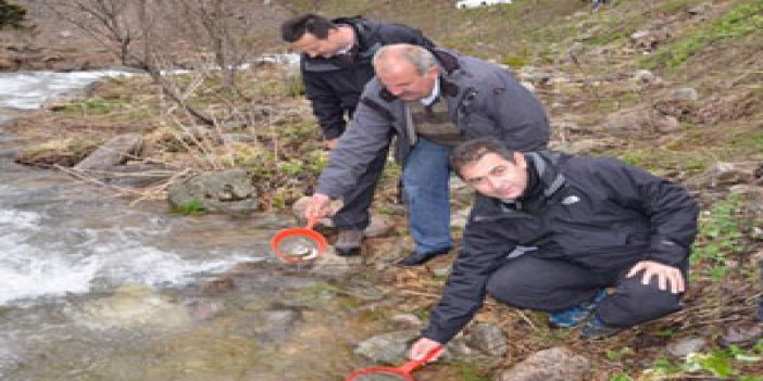 Trabzon'da alabalıklar doğaya bırakıldı