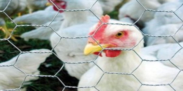 Türkiye'den tavuk ithalatını durdurdu