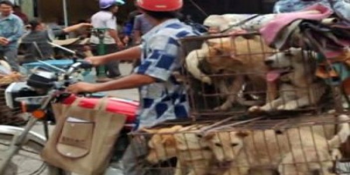 Çin'in 'Köpek Yeme Festivali'ne Büyük Tepki
