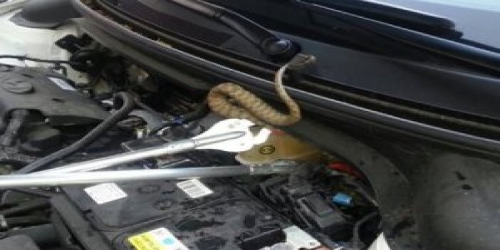 Otomobilin motoruna yılan girdi