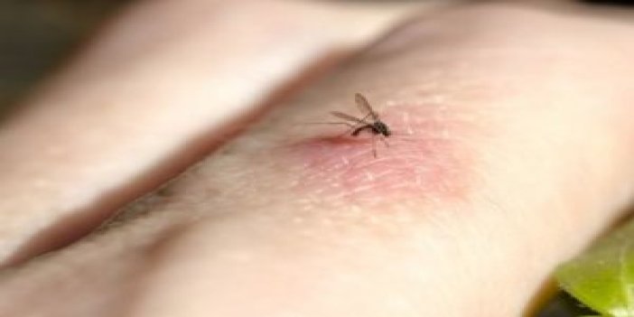 Sivrisinekler kimleri ısırır?