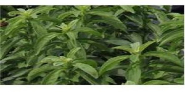 'Asrın bitkisi' stevia Rize'de üretildi