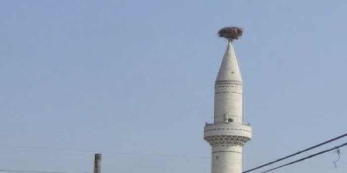 Cami minaresindeki 30 yıllık leylek yuvası
