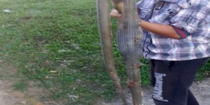 13 yaşındaki çocuk 2 metrelik yılanı öldürdü