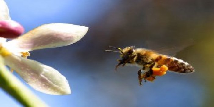 Bal Arılarının Fındık Sırrı