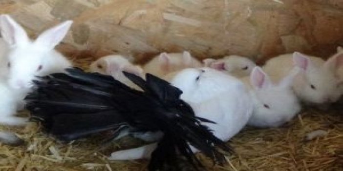 Tavşan yavrularına, annelik yapıyor