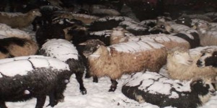 Çobanlar ve sürüleri kurtarıldı