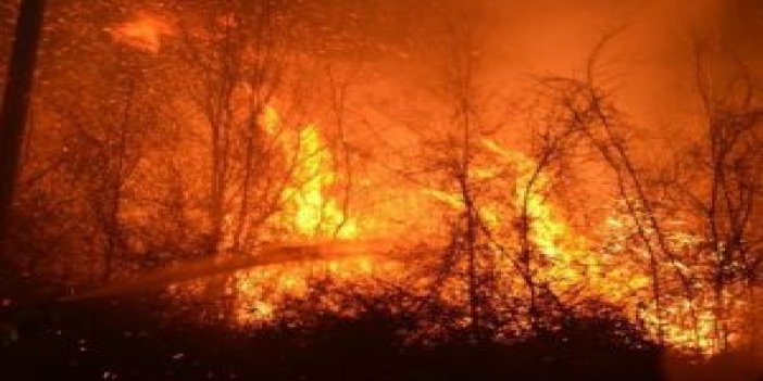 250 hektar ormanlık alan yandı