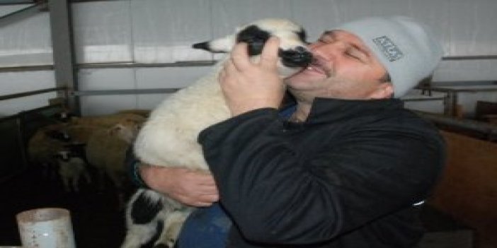 Türkiye'de bulamadığı çobanı Gürcüstan'da buldu