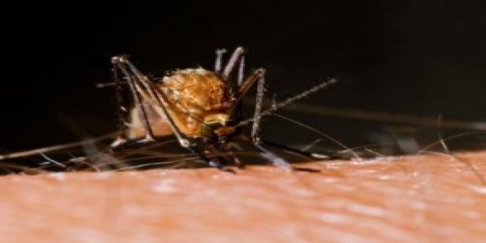 Zika virüsü nedir? Zika virüsü belirtileri