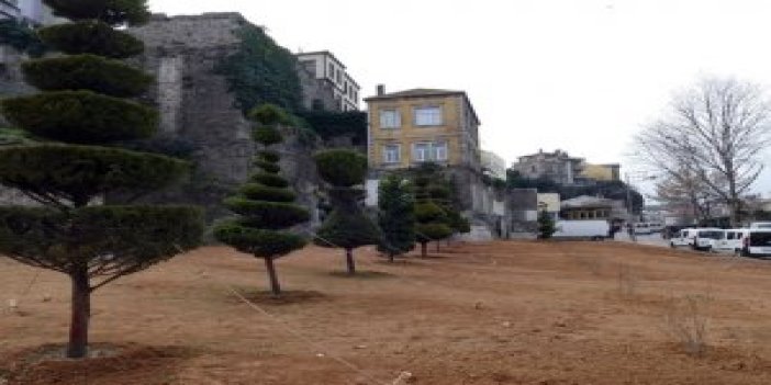 Trabzon'da ağaçlar yeni yerinde!