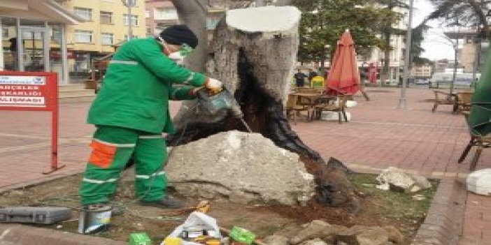 Trabzon'da 120 yıllık ağaca tedavi