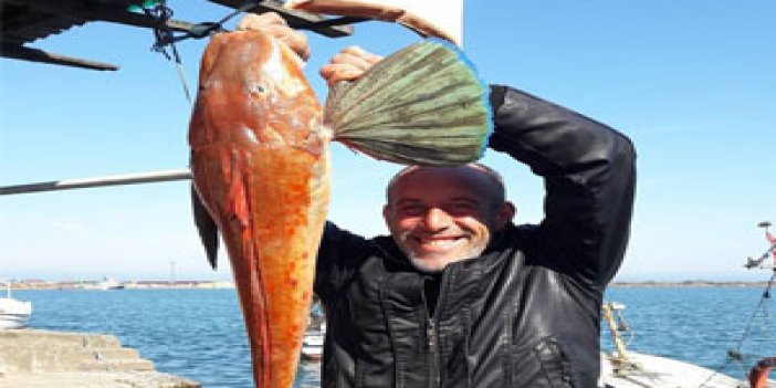 Karadeniz'de ağlara takılan balık görenleri şaşırttı!
