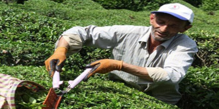 Çay üreticisine iyi haber