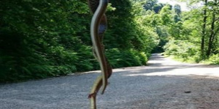 Trabzon ve Rize'de görülen büyük yılanlar korkutuyor