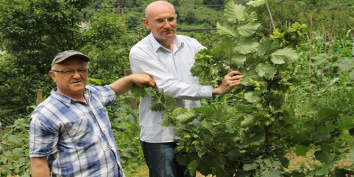 Trabzon'da örnek bahçeleri fındık bastı