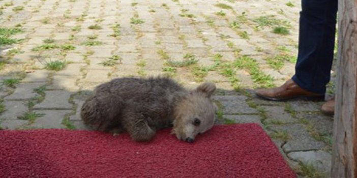 Trabzon'da korumaya alınan yavru ayı fenalaştı