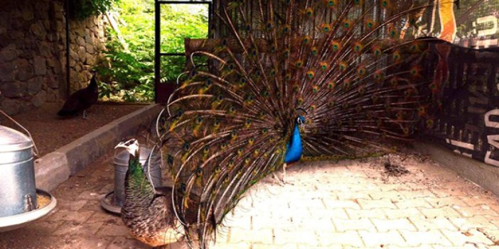 Doğu Karadeniz'in tek kuş cenneti Trabzon'da